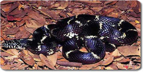 Eastern Kingsnake