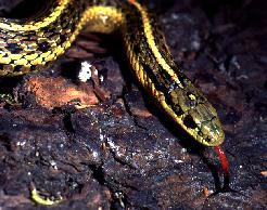 Eastern Chain Gartersnake