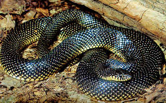 Speckled Kingsnake