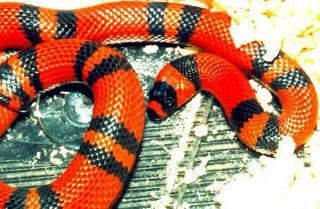 striped snake